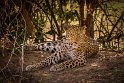 114 Zambia, South Luangwa NP, luipaard